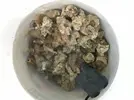[TodoMarino.com] Vendo 7kg de ROCALLA VIVA - Madrid ciudad