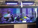 [TodoMarino.com] Esquejes alicante - Petrer (alicante)