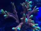 [TodoMarino.com] Vendo montipora forest fire - El Prat de Llobregat ( BCN)
