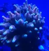 [TodoMarino.com] Vendo Entacmea quadricolor - Almeria