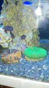 [TodoMarino.com] Scolymia australis azul - Barcelona