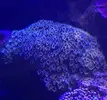 [TodoMarino.com] roca con zoos de unos 3 kg (barcelona) - barcelona