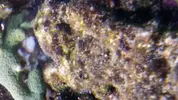 [TodoMarino.com] Ayuda identificar alga.