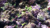 [TodoMarino.com] Ayuda identificar alga.