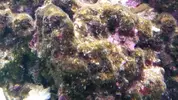 [TodoMarino.com] Ayuda identificar alga.