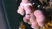 [TodoMarino.com] Ayuda identificar alga.