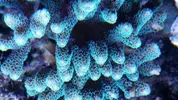 [TodoMarino.com] Ayuda identificar alga.
