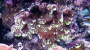 [TodoMarino.com] Ayuda identificar alga.