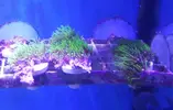 [TodoMarino.com] Frags Pachyclavularia verde Flúor - Guadalajara y Madrid
