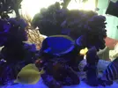 [TodoMarino.com] Vendo acanthurus leucosternon talla XL zona BCN - Ripollet