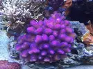 [TodoMarino.com] Vendo stylophora pistillata rosa - Barcelona