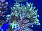 [TodoMarino.com] Acropora granulosa - Barcelona