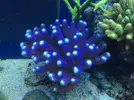 [TodoMarino.com] Stylophora Milka - Barcelona