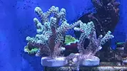 [TodoMarino.com] ZOOS,Palithoas,actinos rojos,seriatopora,pachi,xenia...MADRID -nuevos frags!