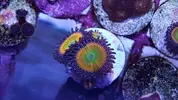 [TodoMarino.com] ZOOS,Palithoas,actinos rojos,seriatopora,pachi,xenia...MADRID -nuevos frags!