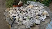 [TodoMarino.com] ESQUELETOS CORAL - madrid
