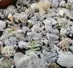 [TodoMarino.com] ESQUELETOS CORAL - madrid