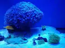 [TodoMarino.com] Desmonto acuario - badajoz