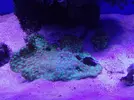 [TodoMarino.com] Desmonto acuario - badajoz