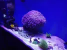[TodoMarino.com] Desmonto acuario - badajoz