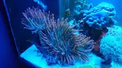 [TodoMarino.com] Roca con 3 entacmaea quadricolor - Barbera del valles (BCN)