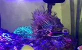 [TodoMarino.com] Peces (Madrid) - Madrid