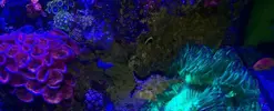 [TodoMarino.com] Peces (Madrid) - Madrid