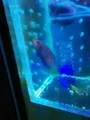[TodoMarino.com] vendo Pseudochelinus hexataenia ,4/5 cnt - Madrid(Alcorcón)