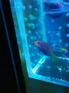 [TodoMarino.com] vendo Pseudochelinus hexataenia ,4/5 cnt - Madrid(Alcorcón)