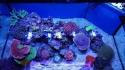 [TodoMarino.com] Mountain Reef - 484l by Mariano