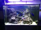 [TodoMarino.com] Vendido acuario, skimmer - Tarragona