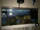[TodoMarino.com] Nemateleotris Magnifica y gobiodon vs bombas de circulacion