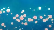 [TodoMarino.com] alga coralina se vuelve blanca