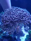 [TodoMarino.com] Poccillopora XXL Rosa - Vigo
