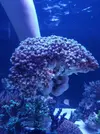 [TodoMarino.com] Poccillopora XXL Rosa - Vigo
