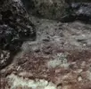 [TodoMarino.com] Ayuda Alga