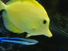 [TodoMarino.com] Vendo los peces - Barcelona, Badalona