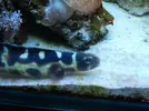 [TodoMarino.com] Vendo los peces - Barcelona, Badalona
