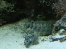 [TodoMarino.com] Vendo los peces - Barcelona, Badalona