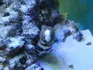 [TodoMarino.com] Vendo los peces - Barcelona, Badalona