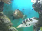 [TodoMarino.com] Vendo los peces - Barcelona, Badalona