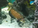 [TodoMarino.com] Vendo los peces - Barcelona, Badalona