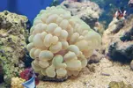 [TodoMarino.com] venta peces  y corales - valencia