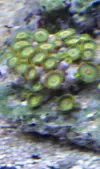 [TodoMarino.com] venta peces  y corales - valencia