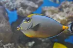 [TodoMarino.com] venta peces  y corales - valencia