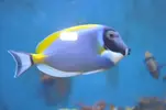 [TodoMarino.com] venta peces  y corales - valencia