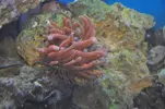[TodoMarino.com] venta peces  y corales - valencia