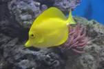 [TodoMarino.com] venta peces  y corales - valencia