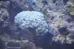 [TodoMarino.com] venta peces  y corales - valencia