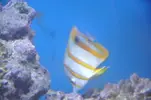 [TodoMarino.com] venta peces  y corales - valencia